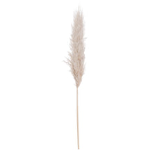 Load image into Gallery viewer, Pampas Grass
