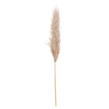 Load image into Gallery viewer, Pampas Grass
