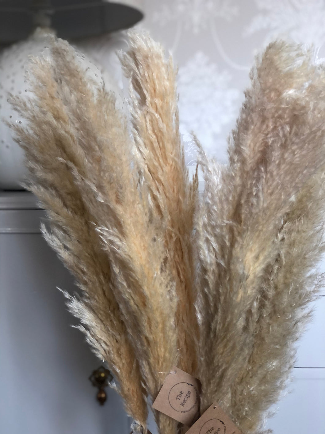 Pampas Grass